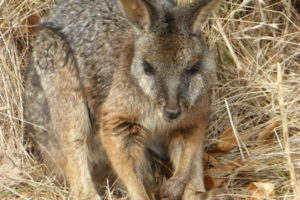 American River Wallaby