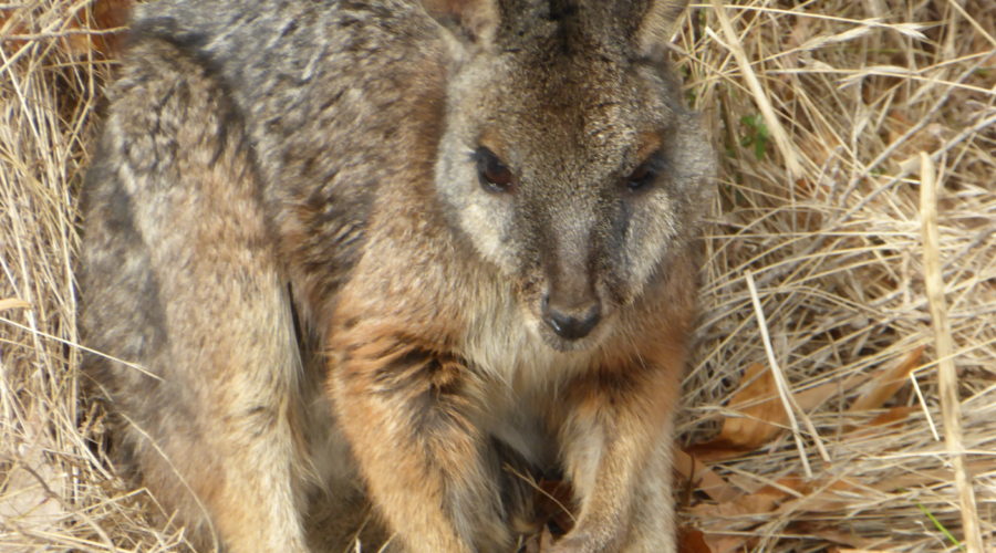 American River Wallaby