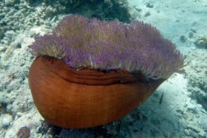 Sailing – The Great Barrier Reef