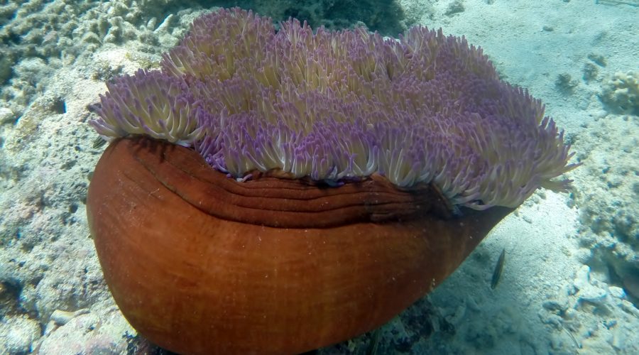 Sailing – The Great Barrier Reef