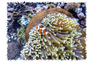 Nemo - Clownfish, Komodo Island Indonesia