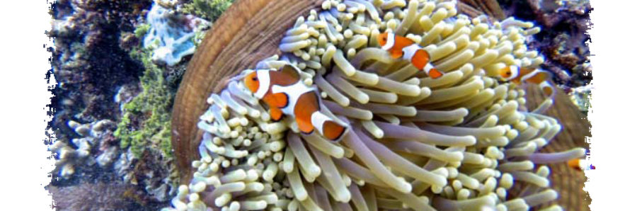 Nemo - Clownfish, Komodo Island Indonesia