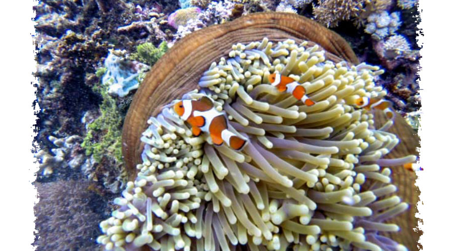 Nemo - Clownfish, Komodo Island Indonesia