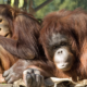 Kumai Orangutan Experience!
