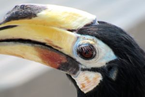 Hornbill Pangkor, Malaysia