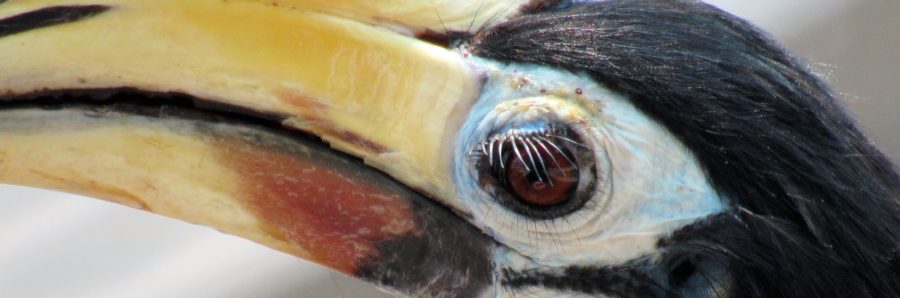 Hornbill Pangkor, Malaysia