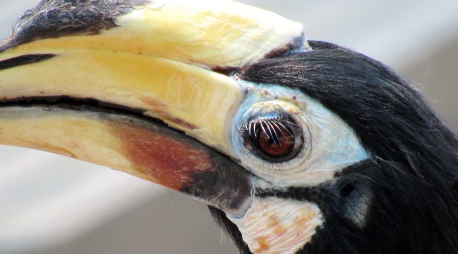 Hornbill Pangkor, Malaysia