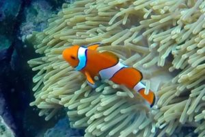 Koh Lipe Island Nemo clownfish, Thailand