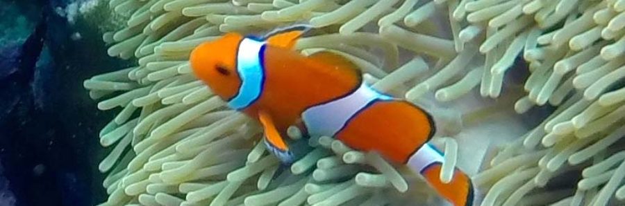 Koh Lipe Island Nemo clownfish, Thailand