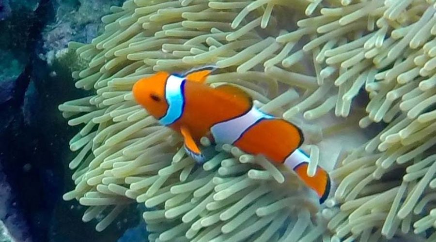 Koh Lipe Island Nemo clownfish, Thailand