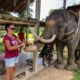 To ride or not to ride? Elephant Tourism