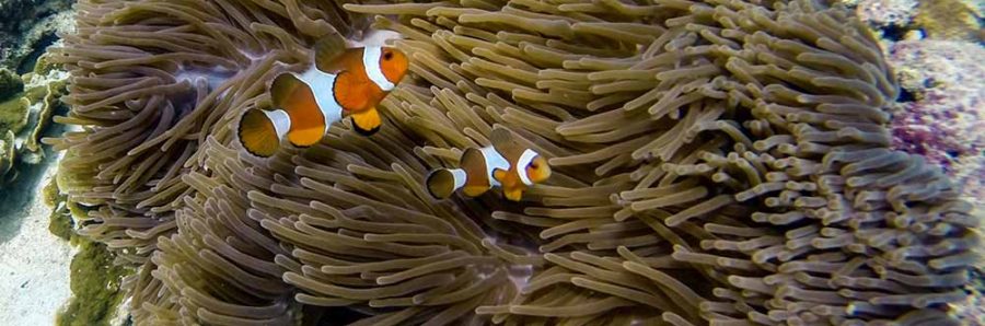 Clownfish_KohRok_Thailand_Snorkelling_Diving