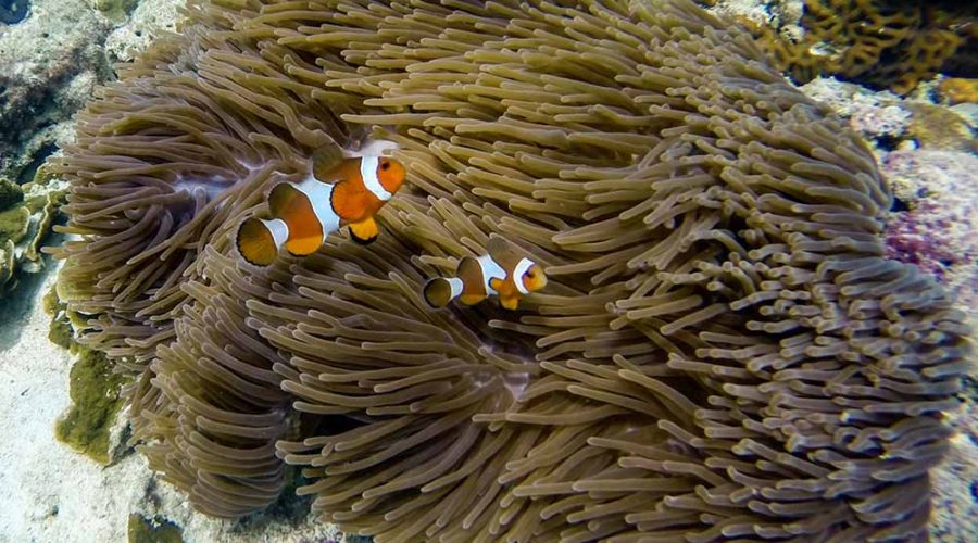Clownfish_KohRok_Thailand_Snorkelling_Diving
