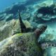 Indonesia’s Little Known Premier Dive Sites!