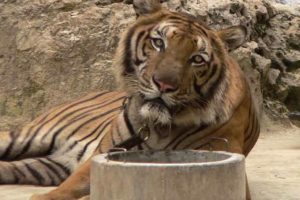 Captive tiger, animal abuse, animal tourism