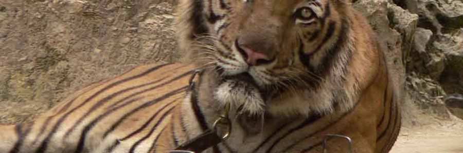 Captive tiger, animal abuse, animal tourism