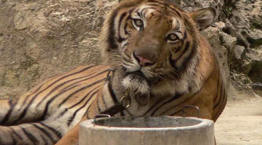 Captive tiger, animal abuse, animal tourism