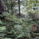 Tramping Sunrise Track – Ruahine Forest, New Zealand