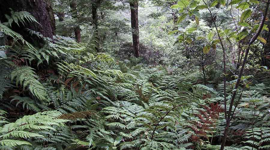 Hawke's Bay walk tramp