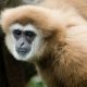 Gibbon Rehabilitation Project – Protect or Pose!