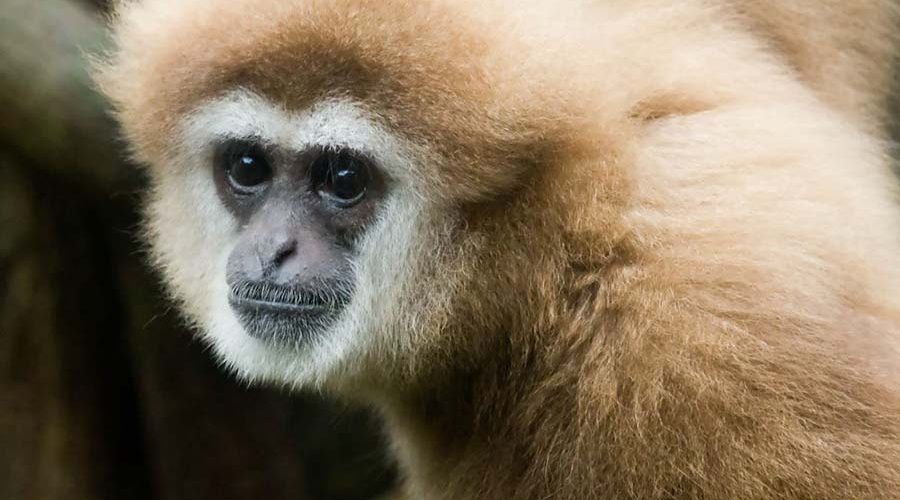 Gibbon Rehabilitation Project