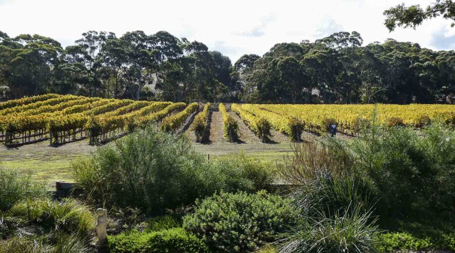 Kangaroo Island Wineries